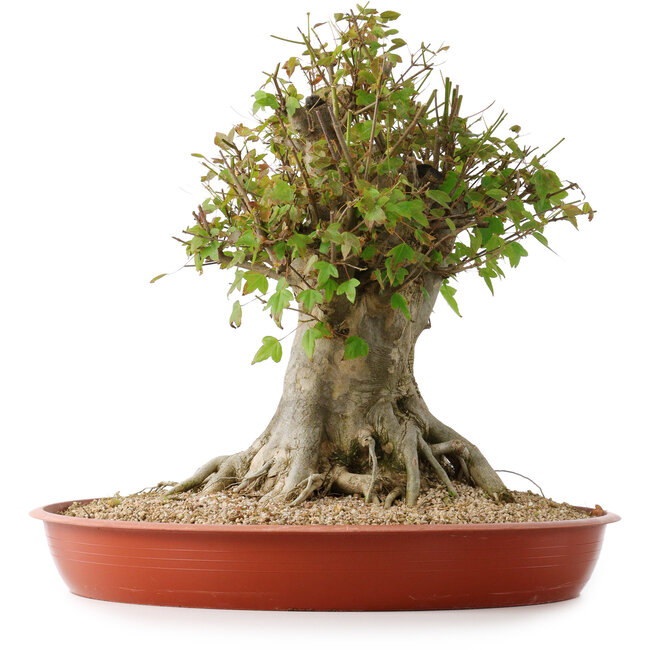 Acer buergerianum, 40 cm, ± 35 anni, con un nebari di 26 cm