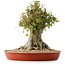 Acer buergerianum, 40 cm, ± 35 años, con un nebari de 26 cm