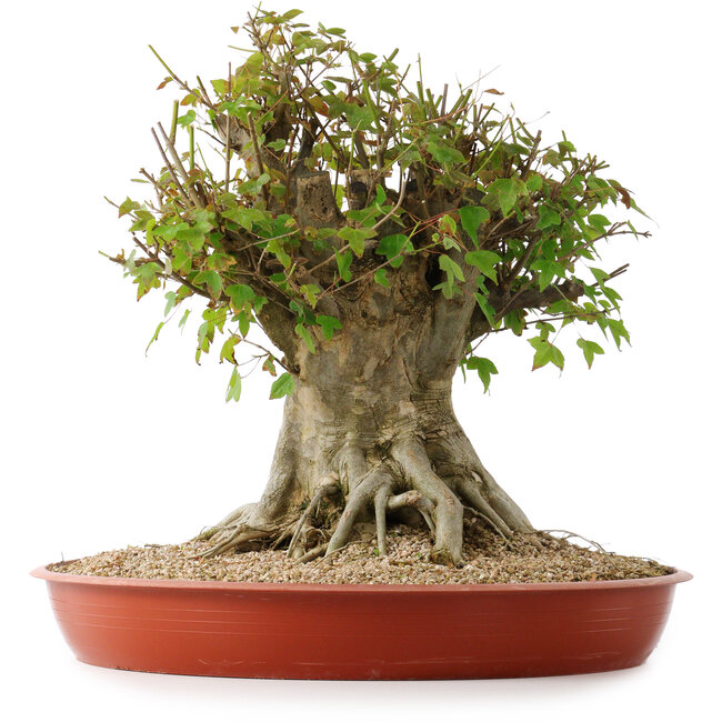 Acer buergerianum, 40 cm, ± 35 years old, with a nebari of 26 cm