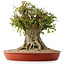 Acer buergerianum, 40 cm, ± 35 años, con un nebari de 26 cm