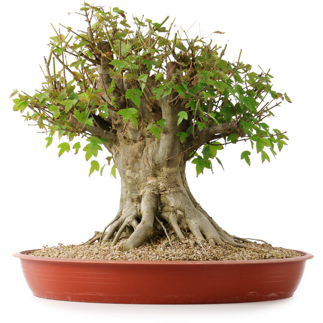 Acer buergerianum, 40 cm, ± 35 ans, avec un nebari de 26 cm