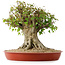 Acer buergerianum, 40 cm, ± 35 años, con un nebari de 26 cm