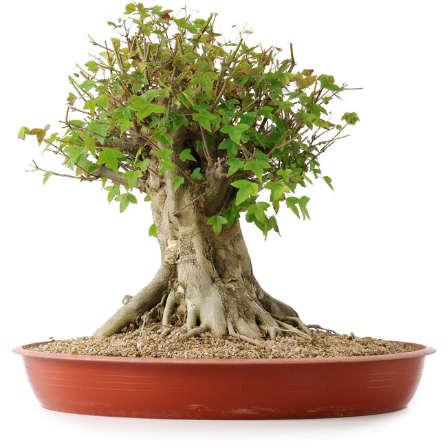 Acer buergerianum, 40 cm, ± 35 Jahre alt, mit einem Nebari von 26 cm