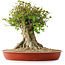 Acer buergerianum, 40 cm, ± 35 años, con un nebari de 26 cm