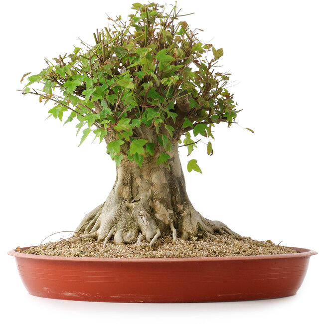 Acer buergerianum, 40 cm, ± 35 Jahre alt, mit einem Nebari von 26 cm