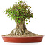 Acer buergerianum, 40 cm, ± 35 años, con un nebari de 26 cm
