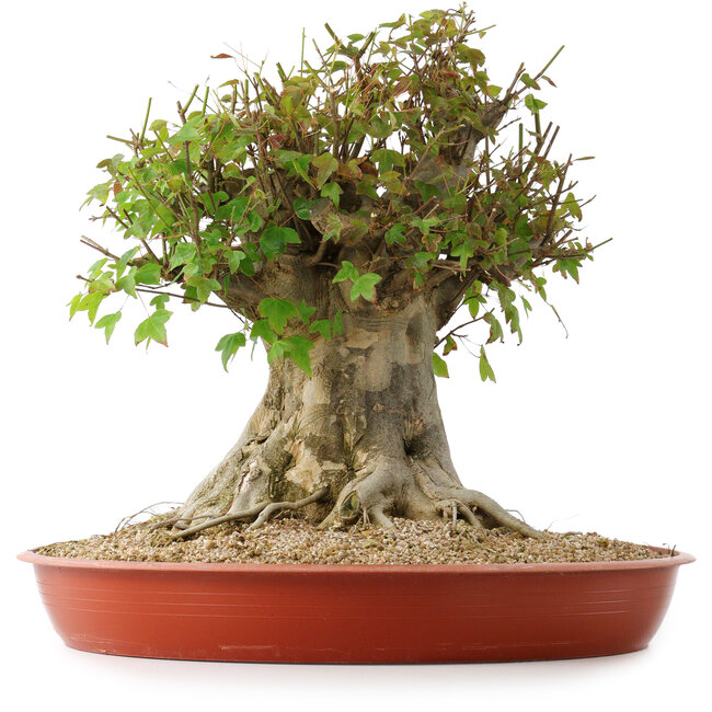 Acer buergerianum, 40 cm, ± 35 jaar oud, met een nebari van 26 cm