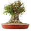 Acer buergerianum, 40 cm, ± 35 años, con un nebari de 26 cm