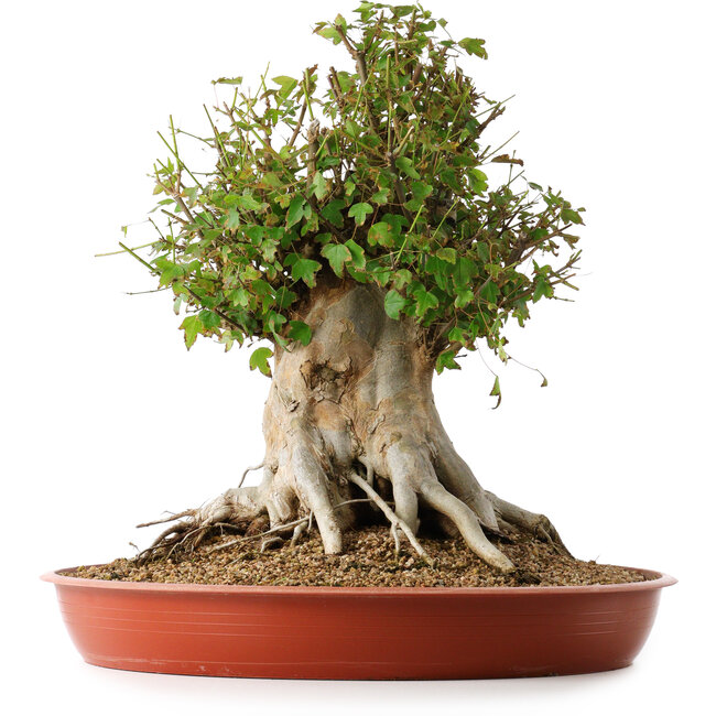 Acer buergerianum, 42 cm, ± 35 años, con un nebari de 27,5 cm