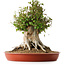 Acer buergerianum, 42 cm, ± 35 años, con un nebari de 27,5 cm