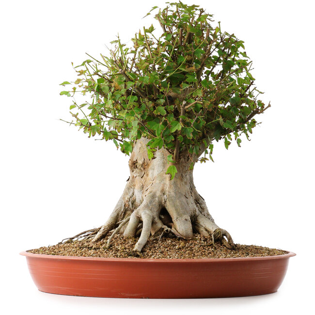 Acer buergerianum, 42 cm, ± 35 anni, con un nebari di 27,5 cm