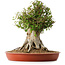 Acer buergerianum, 42 cm, ± 35 años, con un nebari de 27,5 cm