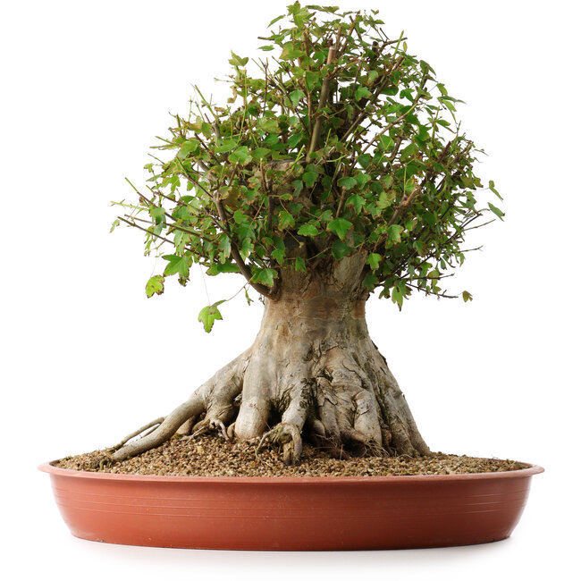 Acer buergerianum, 42 cm, ± 35 jaar oud, met een nebari van 27,5 cm