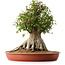 Acer buergerianum, 42 cm, ± 35 años, con un nebari de 27,5 cm