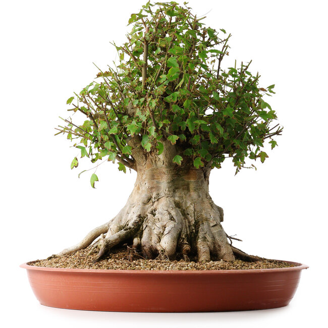 Acer buergerianum, 42 cm, ± 35 anni, con un nebari di 27,5 cm