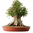 Acer buergerianum, 42 cm, ± 35 años, con un nebari de 27,5 cm