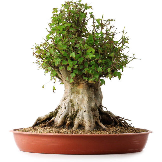 Acer buergerianum, 42 cm, ± 35 años, con un nebari de 27,5 cm