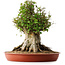 Acer buergerianum, 42 cm, ± 35 años, con un nebari de 27,5 cm