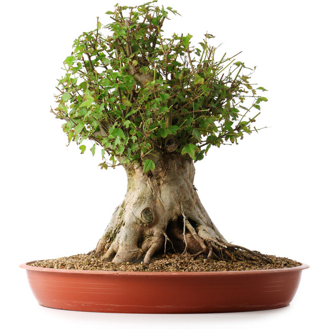 Acer buergerianum, 42 cm, ± 35 ans, avec un nebari de 27,5 cm