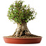 Acer buergerianum, 42 cm, ± 35 años, con un nebari de 27,5 cm