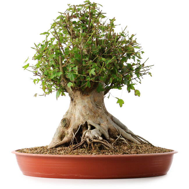 Acer buergerianum, 42 cm, ± 35 years old, with a nebari of 27,5 cm