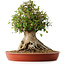 Acer buergerianum, 42 cm, ± 35 años, con un nebari de 27,5 cm