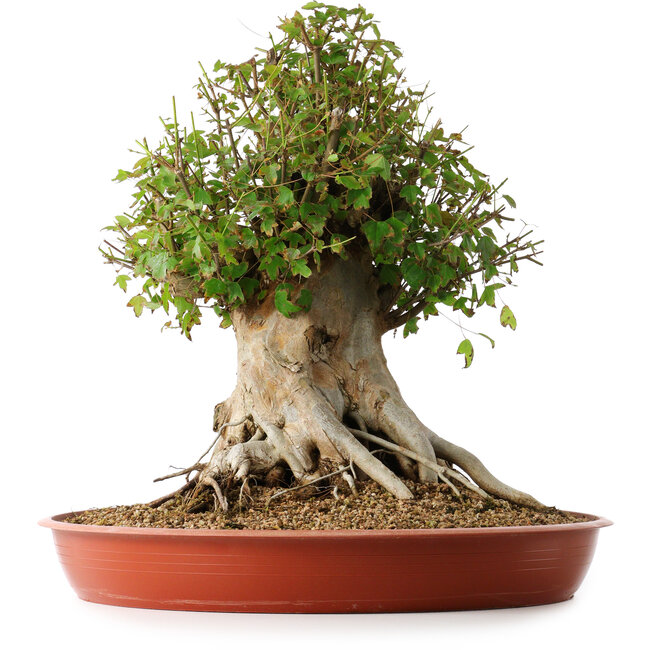 Acer buergerianum, 42 cm, ± 35 Jahre alt, mit einem Nebari von 27,5 cm