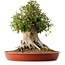 Acer buergerianum, 42 cm, ± 35 años, con un nebari de 27,5 cm