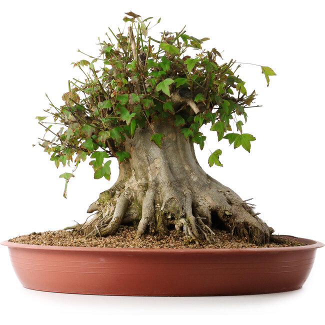 Acer buergerianum, 32 cm, ± 35 Jahre alt, mit einem Nebari von 31 cm