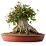 Acer buergerianum, 32 cm, ± 35 años, con un nebari de 31 cm