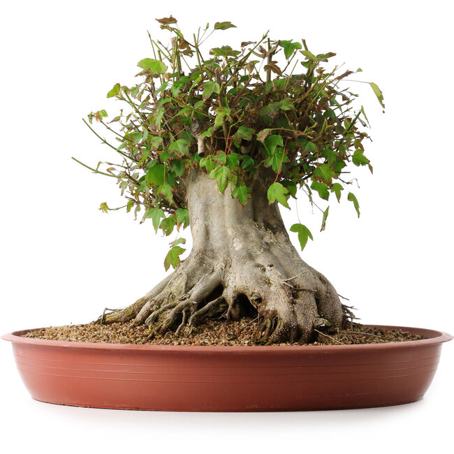 Acer buergerianum, 32 cm, ± 35 Jahre alt, mit einem Nebari von 31 cm