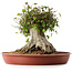 Acer buergerianum, 32 cm, ± 35 años, con un nebari de 31 cm