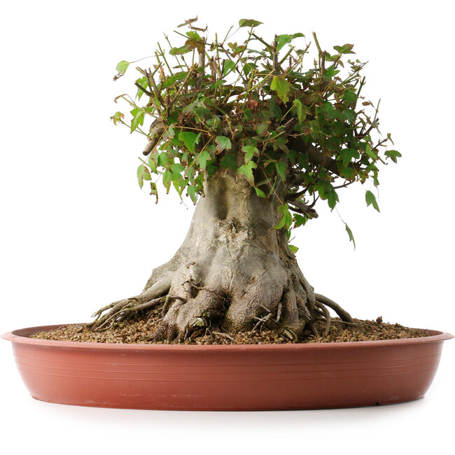 Acer buergerianum, 32 cm, ± 35 Jahre alt, mit einem Nebari von 31 cm