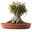 Acer buergerianum, 32 cm, ± 35 años, con un nebari de 31 cm