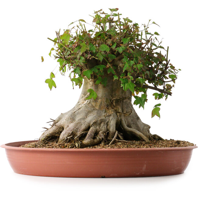 Acer buergerianum, 32 cm, ± 35 Jahre alt, mit einem Nebari von 31 cm