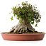 Acer buergerianum, 32 cm, ± 35 años, con un nebari de 31 cm