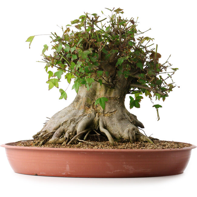 Acer buergerianum, 32 cm, ± 35 Jahre alt, mit einem Nebari von 31 cm