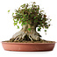 Acer buergerianum, 32 cm, ± 35 años, con un nebari de 31 cm