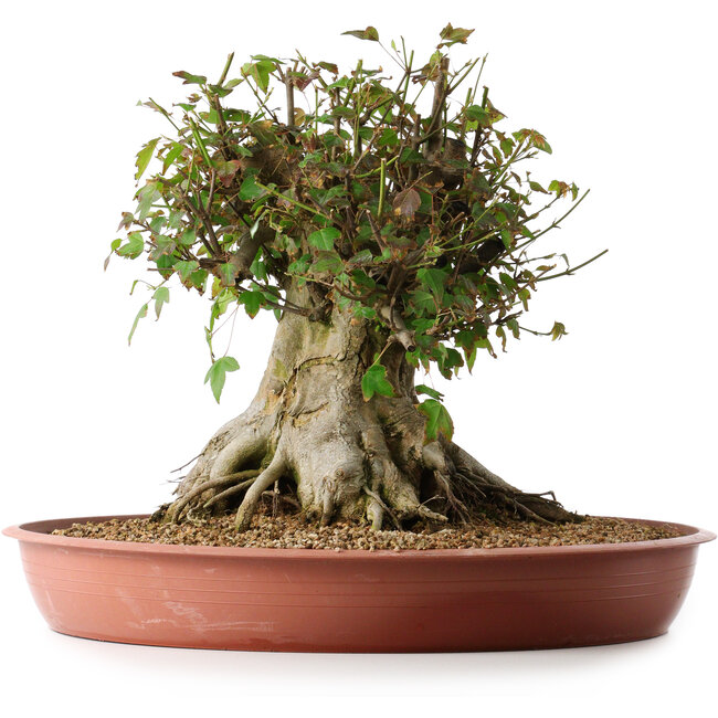 Acer buergerianum, 32 cm, ± 35 Jahre alt, mit einem Nebari von 31 cm