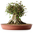 Acer buergerianum, 32 cm, ± 35 años, con un nebari de 31 cm