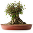Acer buergerianum, 32 cm, ± 35 años, con un nebari de 31 cm