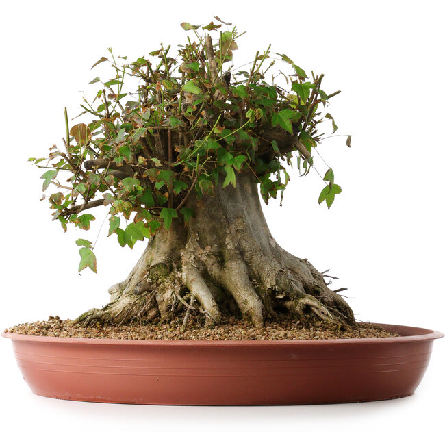 Acer buergerianum, 32 cm, ± 35 Jahre alt, mit einem Nebari von 31 cm