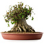 Acer buergerianum, 32 cm, ± 35 años, con un nebari de 31 cm