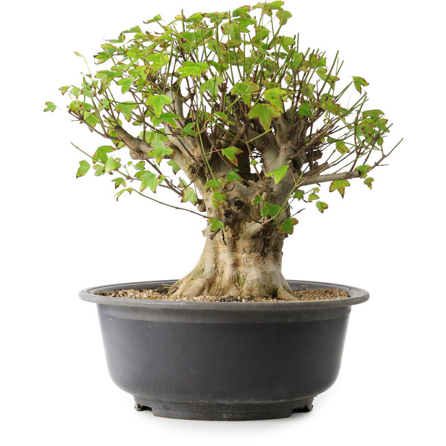 Acer buergerianum, 39 cm, ± 35 años, con un nebari de 18,5 cm