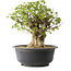 Acer buergerianum, 39 cm, ± 35 años, con un nebari de 18,5 cm