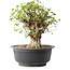 Acer buergerianum, 39 cm, ± 35 años, con un nebari de 18,5 cm
