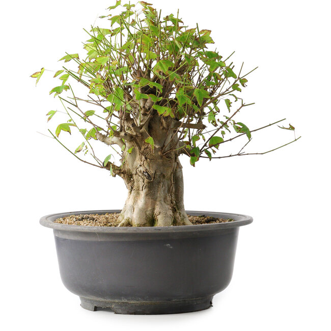 Acer buergerianum, 39 cm, ± 35 Jahre alt, mit einem Nebari von 18,5 cm