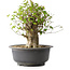 Acer buergerianum, 39 cm, ± 35 años, con un nebari de 18,5 cm