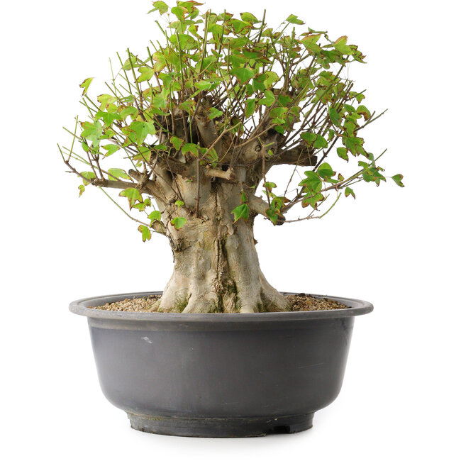 Acer buergerianum, 39 cm, ± 35 Jahre alt, mit einem Nebari von 18,5 cm