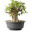 Acer buergerianum, 39 cm, ± 35 años, con un nebari de 18,5 cm
